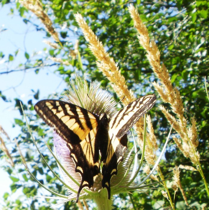 A beautiful butterfly along the trail